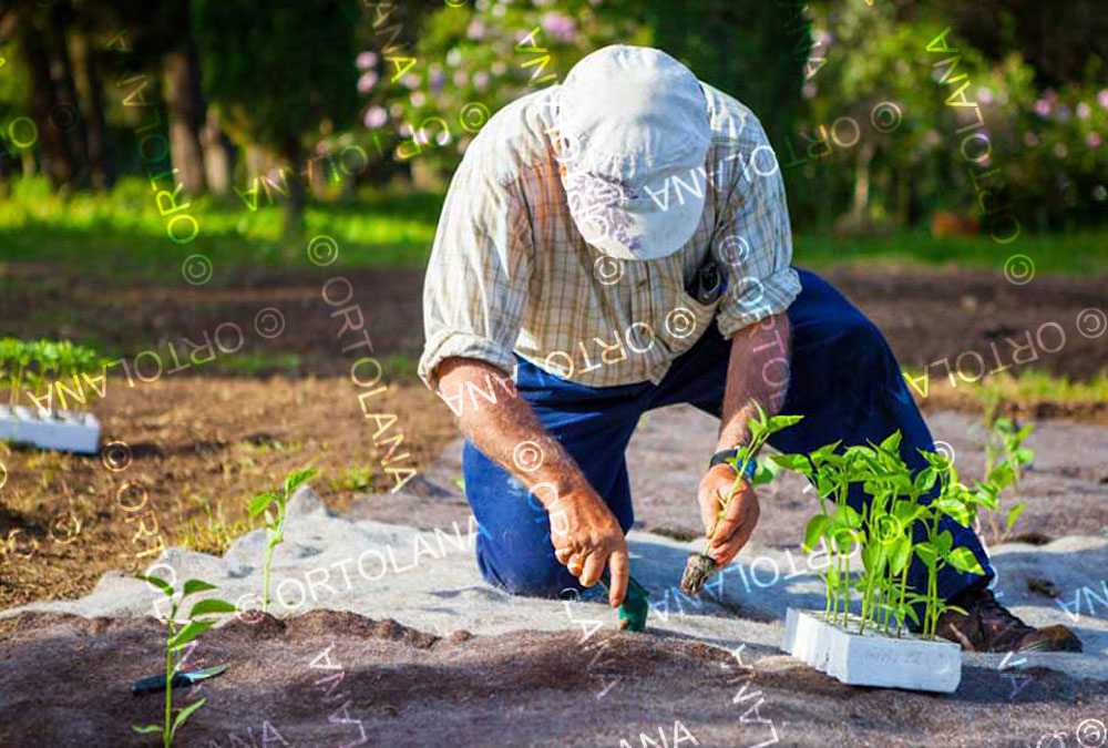 The Natural Health of Food