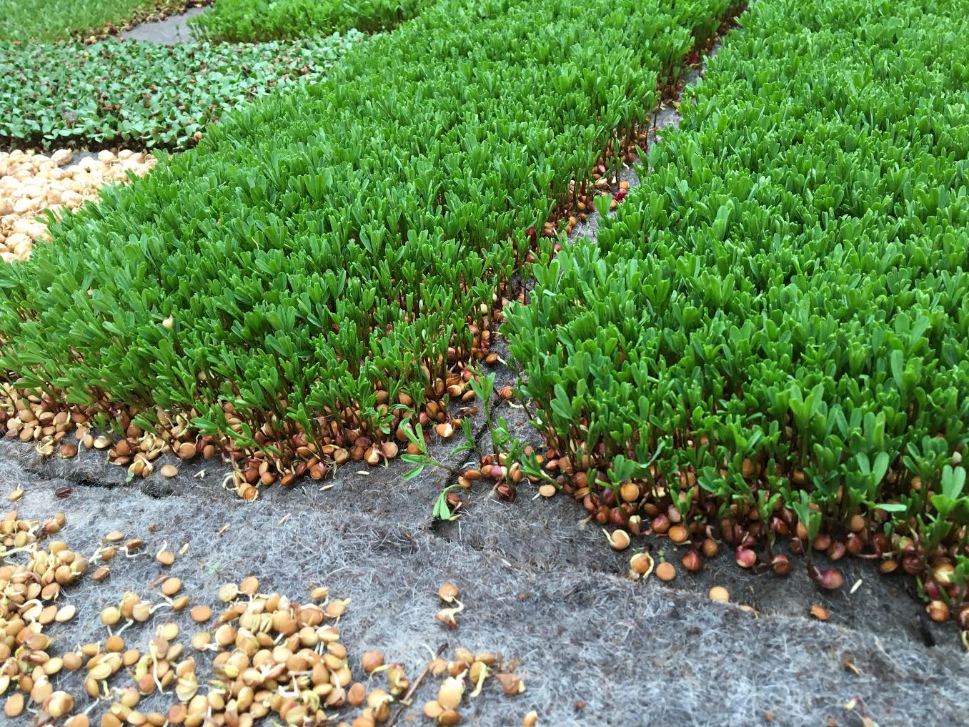 Ortolana Biofeltro per Agrotecnica